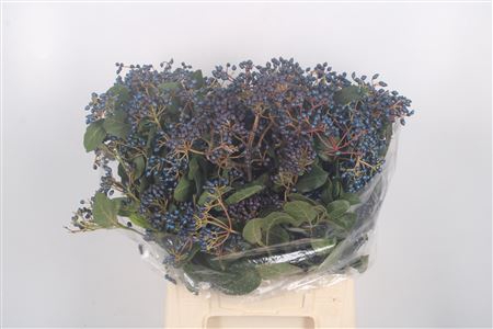 <h4>Viburnum Berry Black Per Bunch</h4>