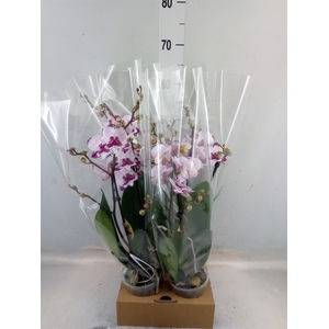 Phalaenopsis   ...