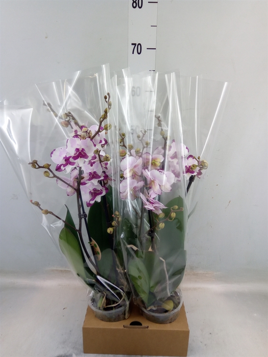 <h4>Phalaenopsis   ...</h4>
