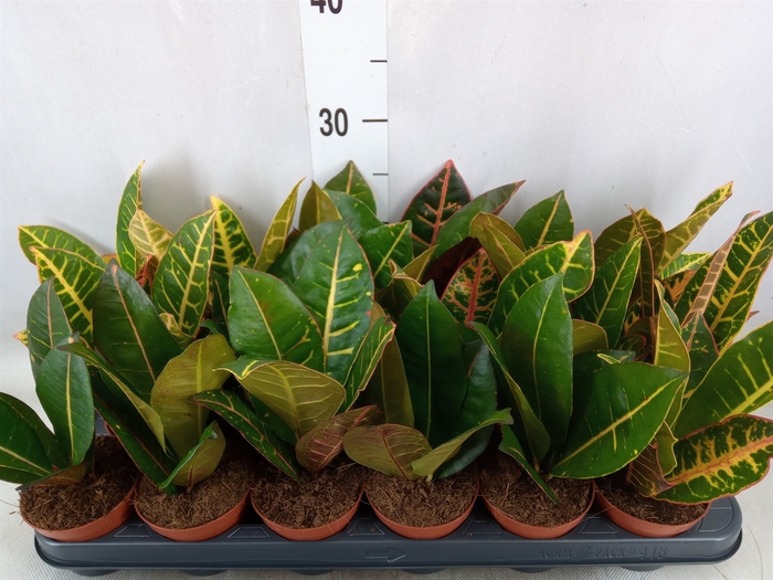 <h4>Codiaeum var. GR 'Petra'</h4>