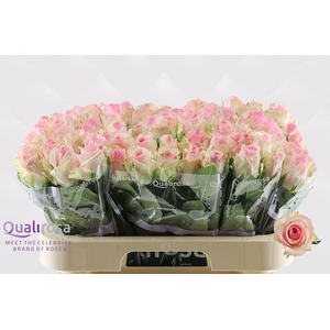 R Gr Sorbet Avalanche