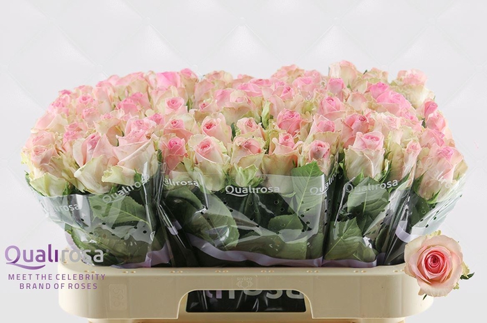 <h4>R Gr Sorbet Avalanche</h4>