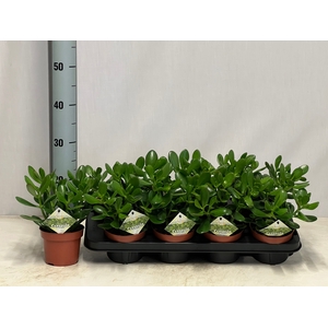 CRASS OVATA