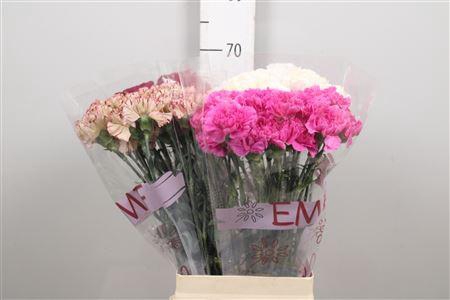 <h4>Di St Gem In Fust</h4>