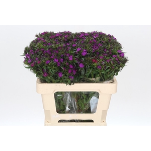 Dianthus Br Amazon Neon Purple