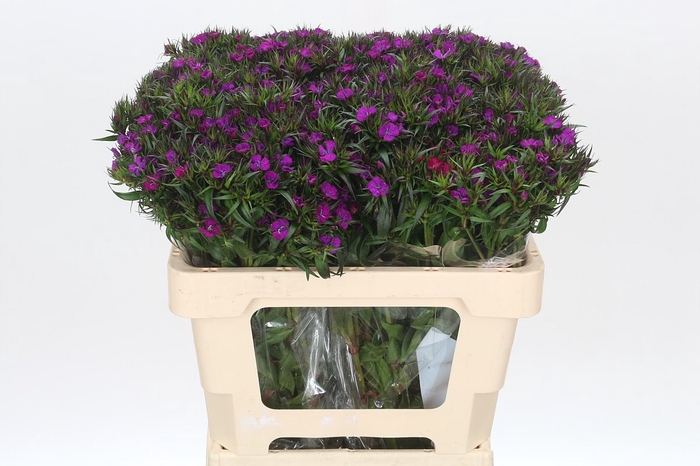 <h4>Dianthus Br Amazon Neon Purple</h4>