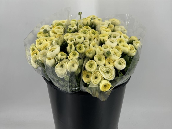 <h4>RAN ELEG EX CREAM</h4>