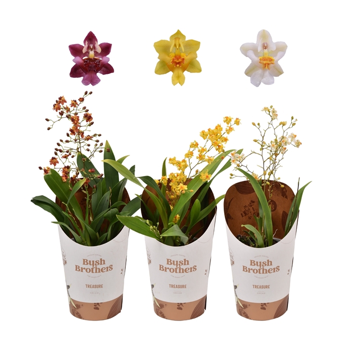 <h4>Oncidium 'Twinkle' mix 1 tak 9 cm</h4>