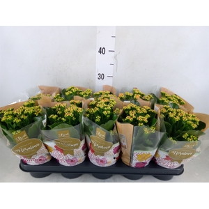 Kalanchoe blos. 'RosDon Pedro'