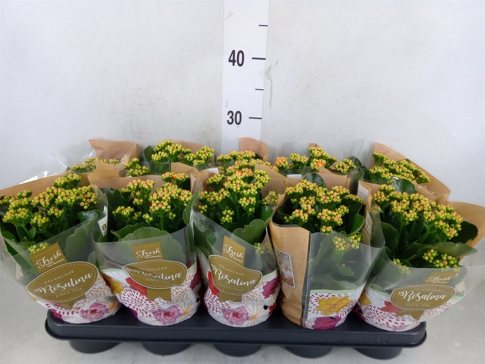<h4>Kalanchoe blos. 'RosDon Pedro'</h4>