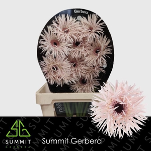 Gerbera Spider Daphne Flowerracket