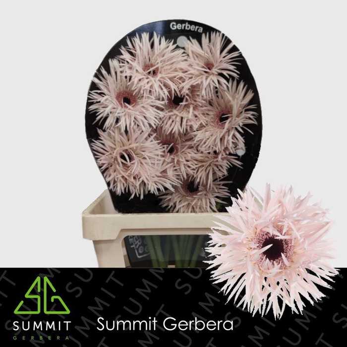 <h4>Gerbera Spider Cream Springs Flowerracket</h4>