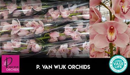 <h4>Cymb T Delmonte</h4>