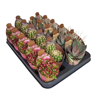 MIX CACTUS AND SUCCULENTS IN A ROW POT Ø 6,5 - COLLECTION WITH POTCOVER - TRAY 20 PCS (CACTUS EN SUCCULENTEN)