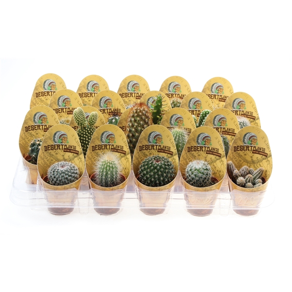 <h4>Potcover desert plants cactus mix</h4>