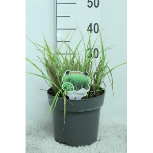 Miscanthus Sinensis Punktchen