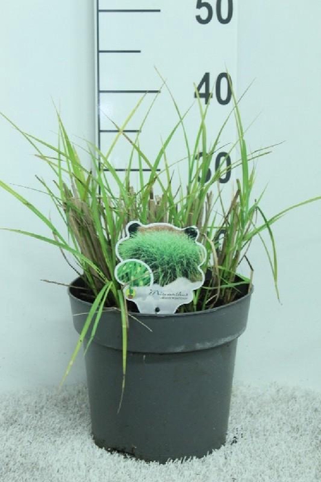 <h4>Miscanthus Sinensis Punktchen</h4>