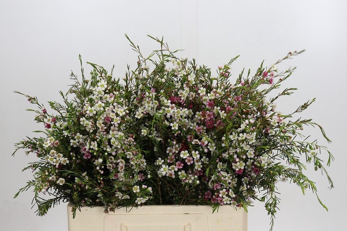 <h4>Chamelaucium uncinatum 'Dual Star'</h4>