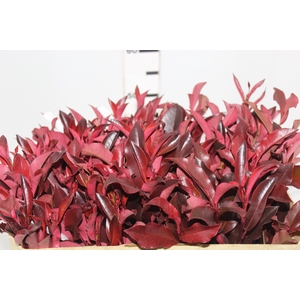 FOLH PHOTINIA VERMELHO 060 CM