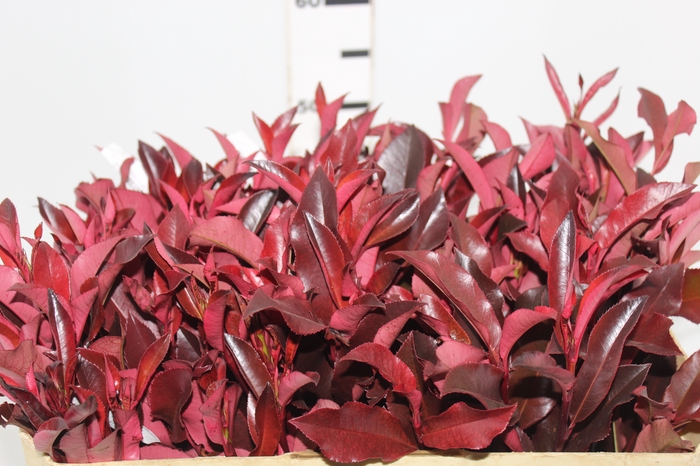 <h4>FOLH PHOTINIA VERMELHO 060 CM</h4>