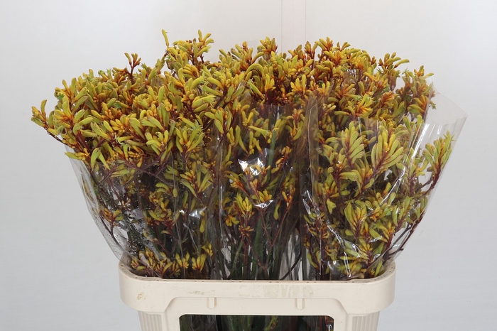 <h4>Kangaroo Paw Bush Pioneer</h4>