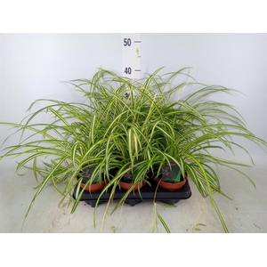 Chlorophytum cos. 'Atlantic'