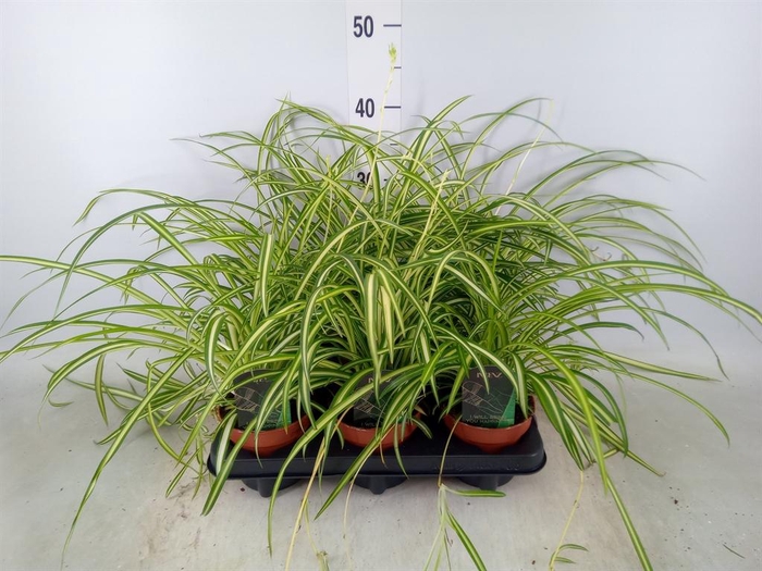 <h4>Chlorophytum cos. 'Atlantic'</h4>