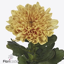 Chrys bl kalimba orange