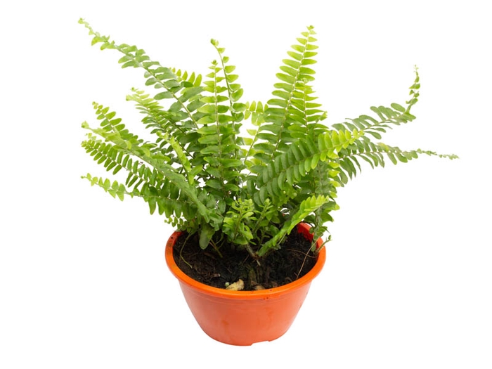 <h4>SAMAMBAIA AMERICANA MINI C13</h4>