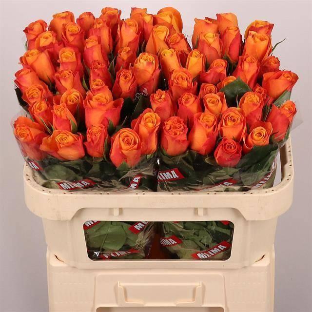 <h4>R GR CONFIDENTIAL</h4>