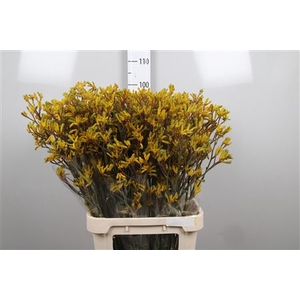 Anigoz Yellow Gem