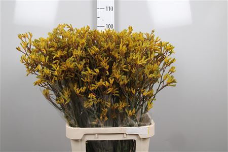 <h4>Anigoz Yellow Gem</h4>