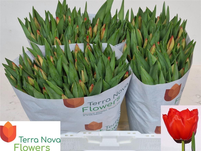 <h4>Tu En Lalibela</h4>