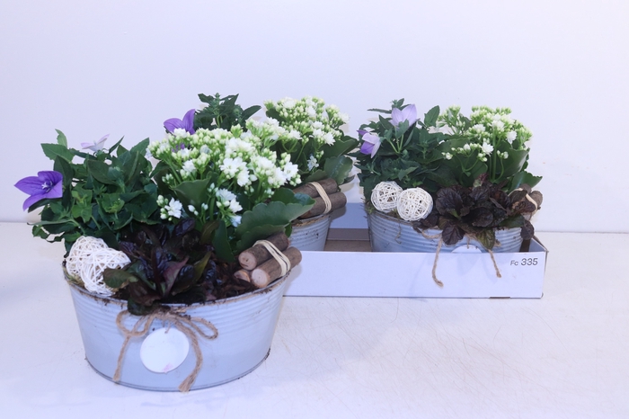 <h4>ARR TUINPLANTEN</h4>