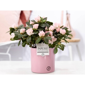 1st class Azalea pink in P&PURE essential ceramics pink