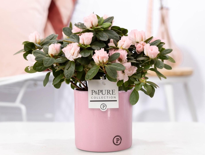 <h4>1st class Azalea pink in P&PURE essential ceramics pink</h4>