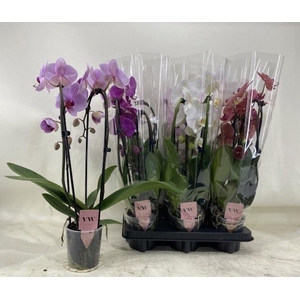 PHAL GEM