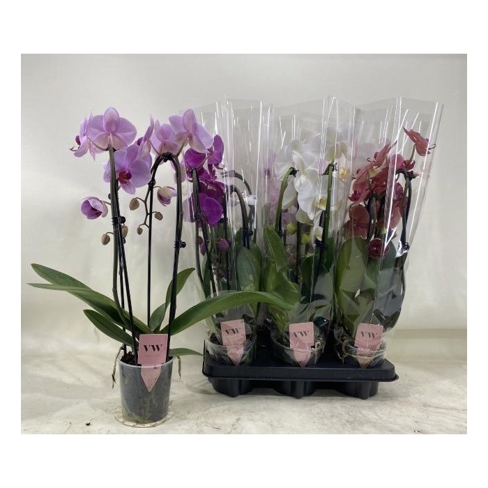 <h4>PHAL GEM</h4>