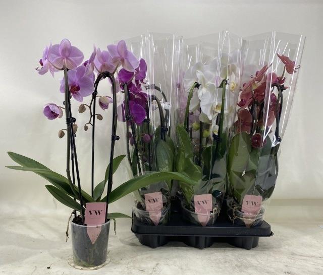 PHAL GEM
