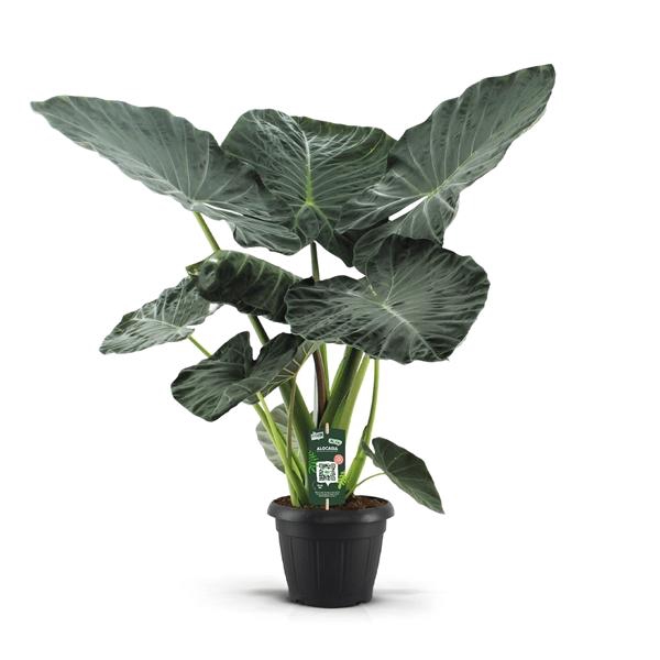 <h4>Alocasia Regal Shields Decopot</h4>