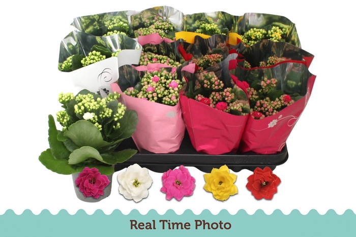 <h4>KAL GE GEM 5 KL</h4>