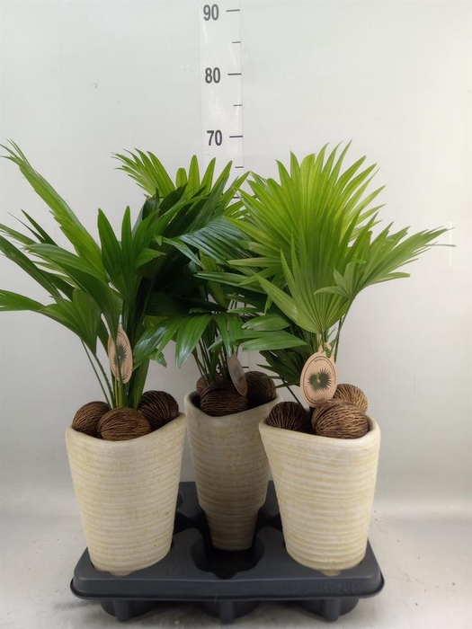 <h4>Livistona rotundifolia</h4>