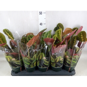 Maranta leuc. 'Fascinator'