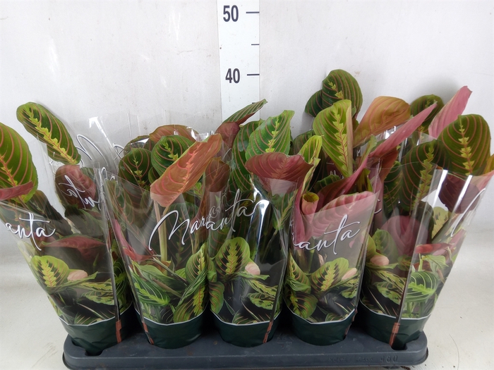 <h4>Maranta leuc. 'Fascinator'</h4>