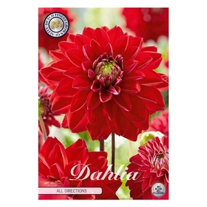 Dahlia All Directions x1 l