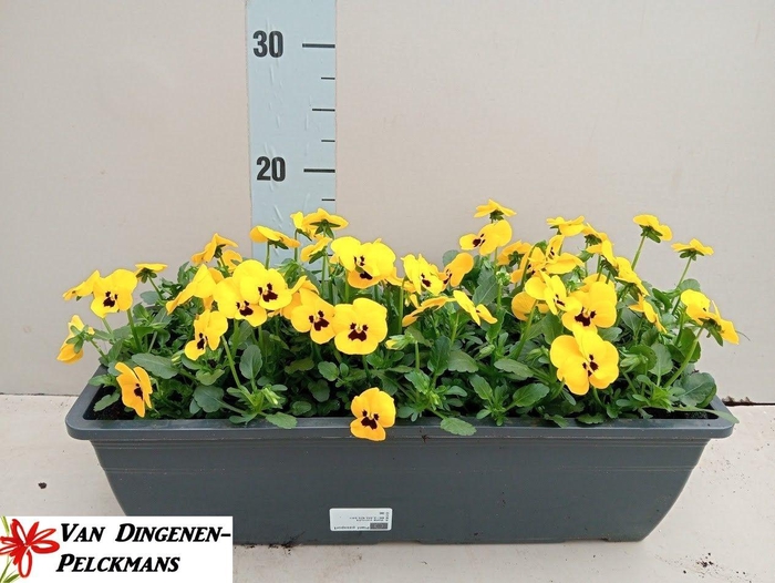 <h4>VIO CO TW YELLOW</h4>