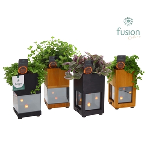 Houten LED planter met vlam met Groen plant mix