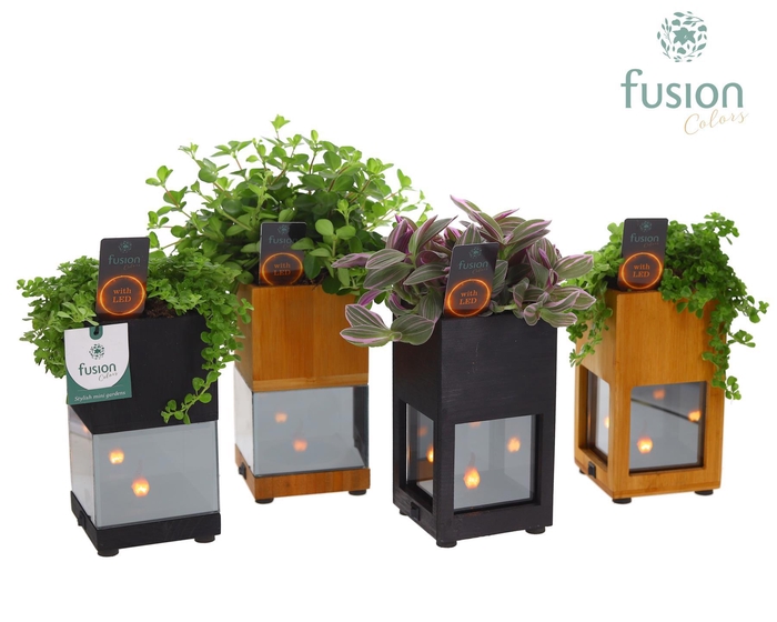 <h4>Houten LED planter met vlam met Groen plant mix</h4>