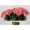Dahlia Chanel