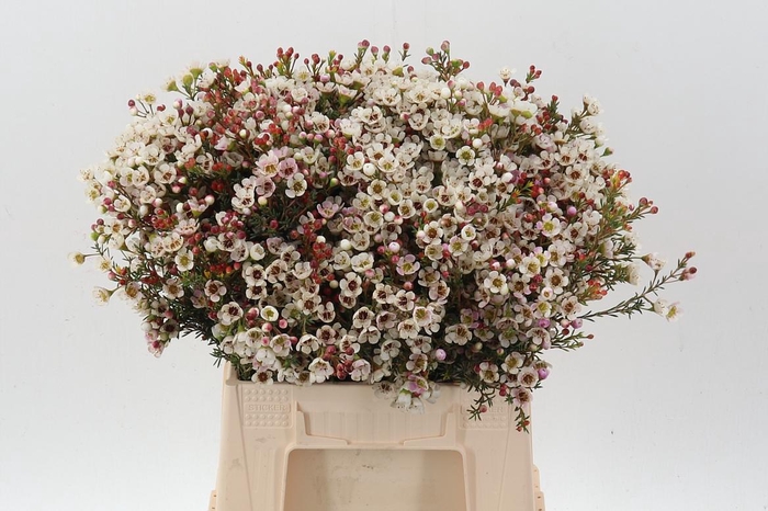 <h4>Cham MI Liron</h4>